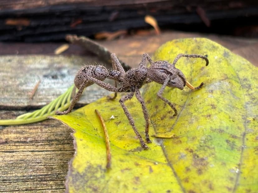 Paraponera clavata photo 1