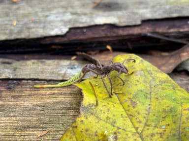 Paraponera clavata photo 2