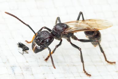 Paraponera clavata photo 3
