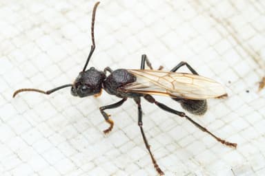 Paraponera clavata photo 4