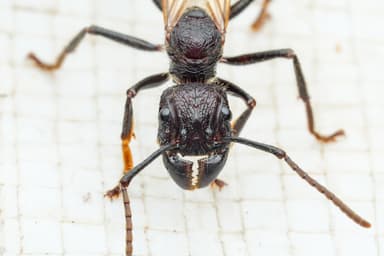 Paraponera clavata photo 6