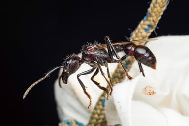 Paraponera clavata photo 7