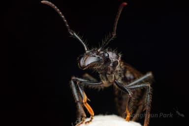 Paraponera clavata photo 8