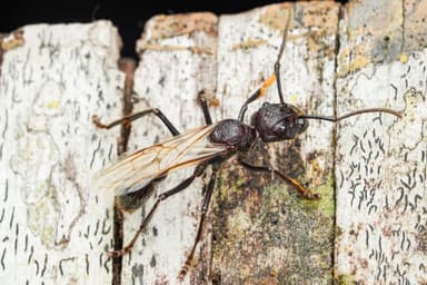 Paraponera clavata photo 10