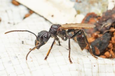 Paraponera clavata photo 12