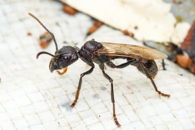 Paraponera clavata photo 13