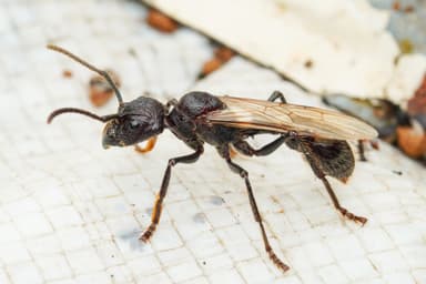 Paraponera clavata photo 14