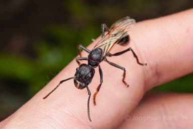 Paraponera clavata photo 15
