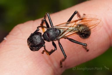 Paraponera clavata photo 16