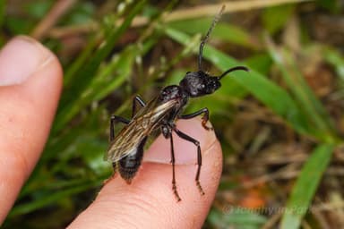 Paraponera clavata photo 17