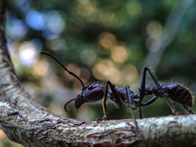 Paraponera clavata photo 18