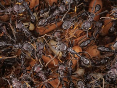 Paraponera clavata — colony photo 19