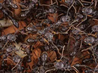 Paraponera clavata — colony photo 20