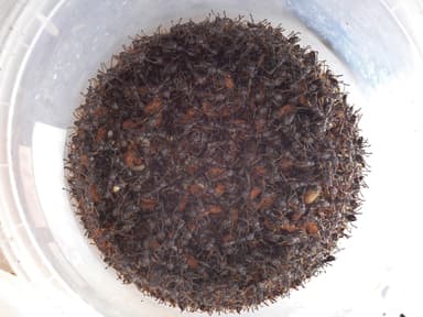 Paraponera clavata — colony photo 21