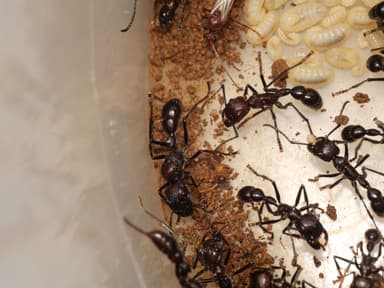 Paraponera clavata — colony photo 22