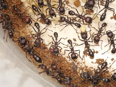 Paraponera clavata — colony photo 23