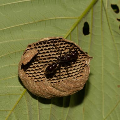 Paraponera clavata photo 24