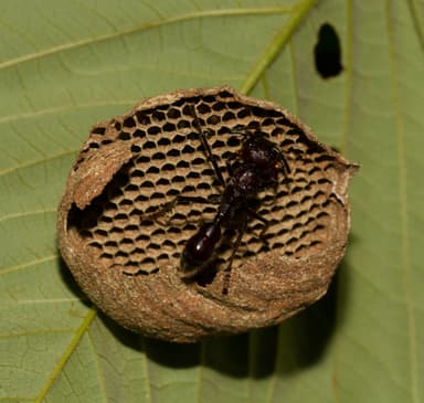 Paraponera clavata photo 25