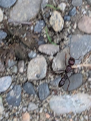 Paraponera clavata photo 27