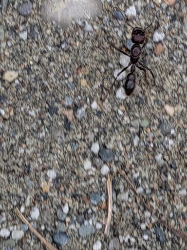 Paraponera clavata photo 28