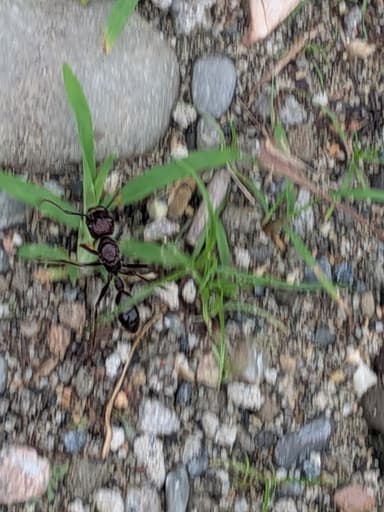 Paraponera clavata photo 29