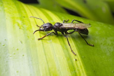 Paraponera clavata photo 30