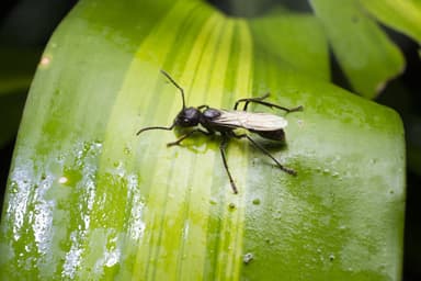 Paraponera clavata photo 31
