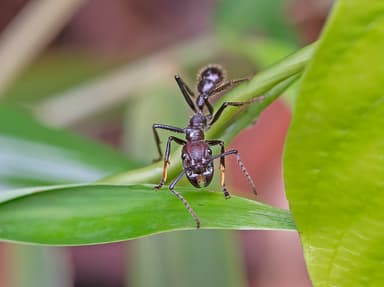 Paraponera clavata photo 32