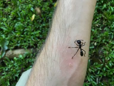 Paraponera clavata photo 34