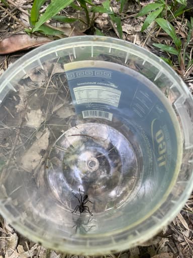 Paraponera clavata photo 35