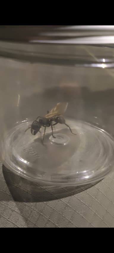 Paraponera clavata photo 36