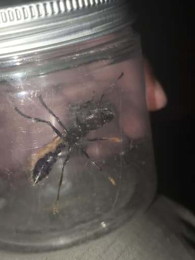 Paraponera clavata photo 37