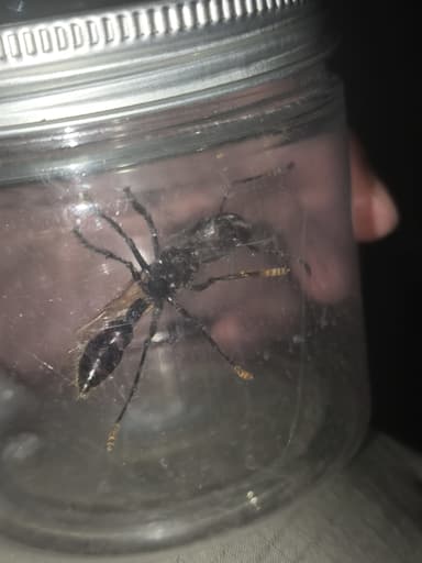 Paraponera clavata photo 38