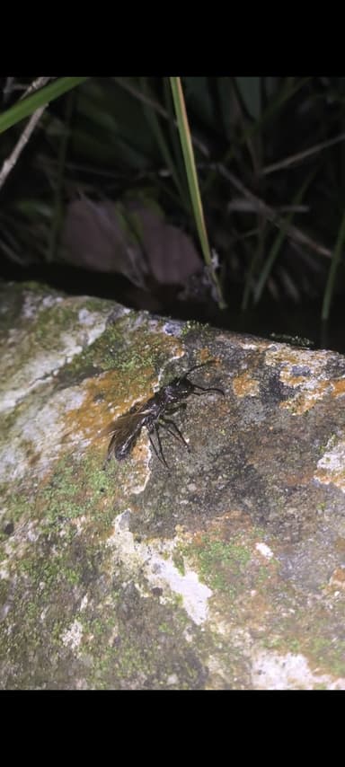 Paraponera clavata photo 39