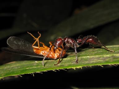 Paraponera clavata photo 40