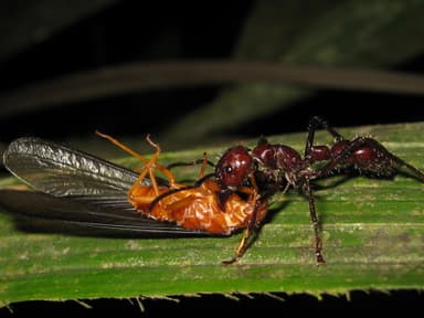 Paraponera clavata photo 41