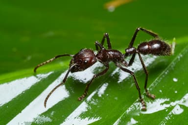 Paraponera clavata photo 42