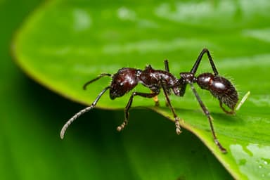 Paraponera clavata photo 43