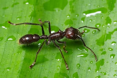 Paraponera clavata photo 44