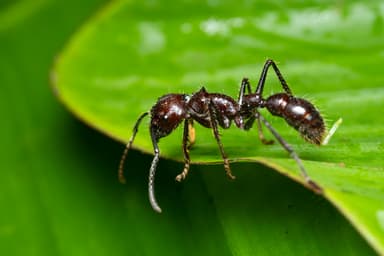 Paraponera clavata photo 45
