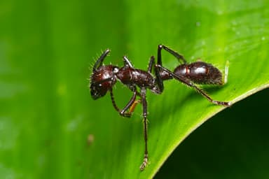 Paraponera clavata photo 46