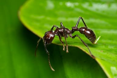 Paraponera clavata photo 47
