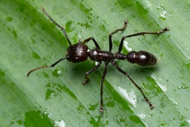 Paraponera clavata photo 48