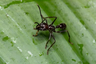 Paraponera clavata photo 49