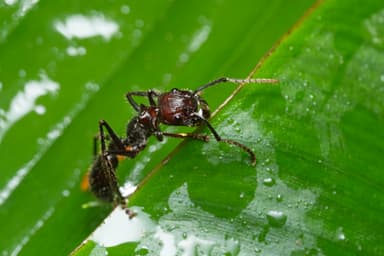 Paraponera clavata photo 50