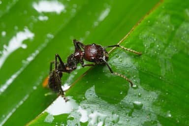 Paraponera clavata photo 51