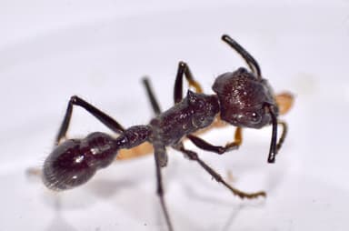 Paraponera clavata photo 52