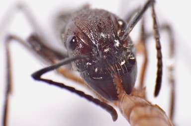 Paraponera clavata photo 53