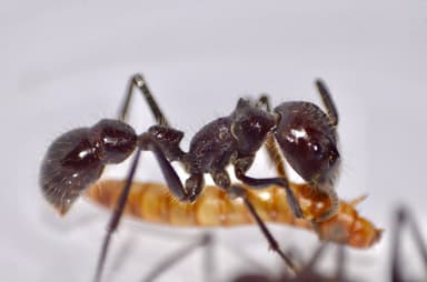 Paraponera clavata photo 54