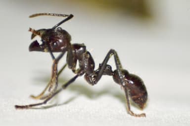Paraponera clavata photo 55